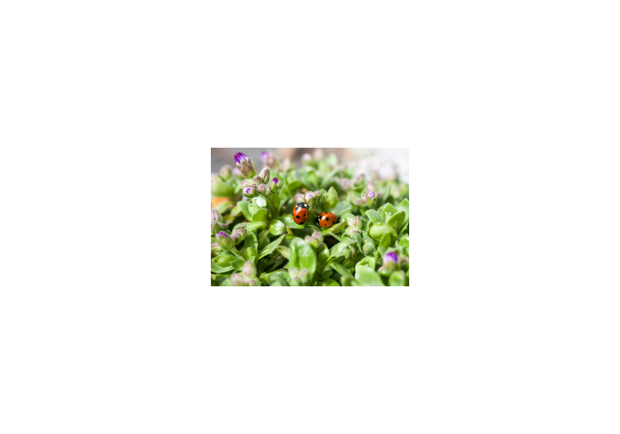  Mariquitas y Crisopas: Aliados Naturales para un Jardín Saludable